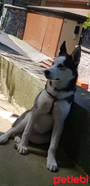 Sibirya Kurdu (Husky), Köpek  Gölge fotoğrafı