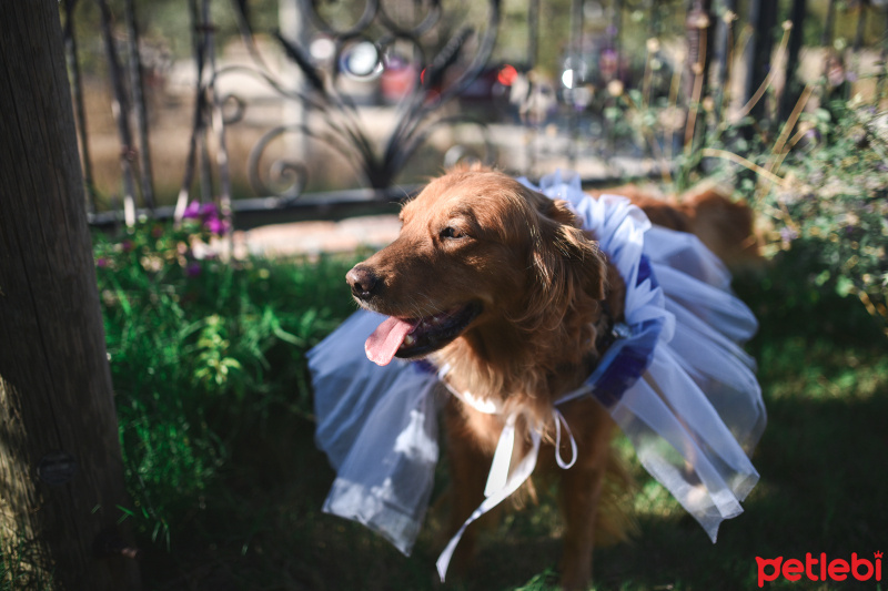 Golden Retriever, Köpek  Dore fotoğrafı