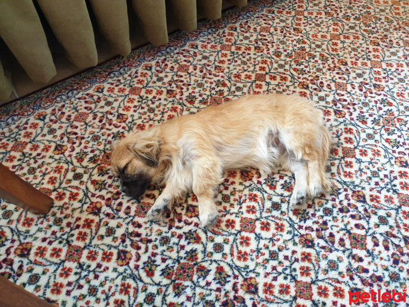 Pekingese, Köpek  Henüz bir adı yok fotoğrafı