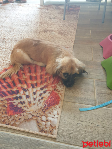 Pekingese, Köpek  Henüz bir adı yok fotoğrafı