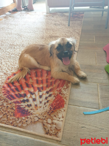 Pekingese, Köpek  Henüz bir adı yok fotoğrafı