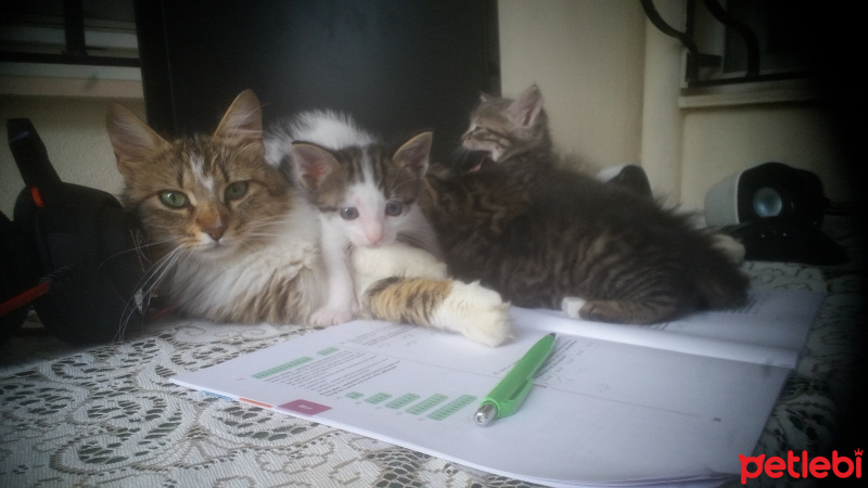 Norwegian Forest, Kedi  Neriman fotoğrafı