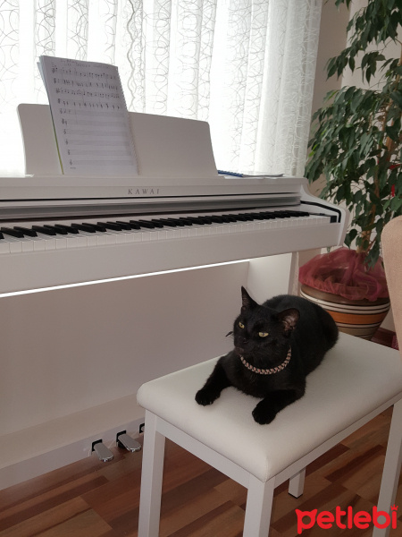 Tekir Kedi, Kedi  Uzay fotoğrafı