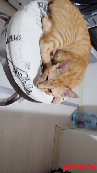 Tekir Kedi, Kedi  Saman fotoğrafı