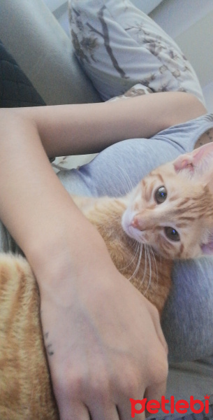 Tekir Kedi, Kedi  Saman fotoğrafı