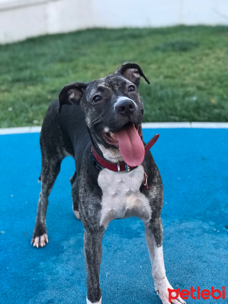 Cane Corso Italiano, Köpek  Linda fotoğrafı