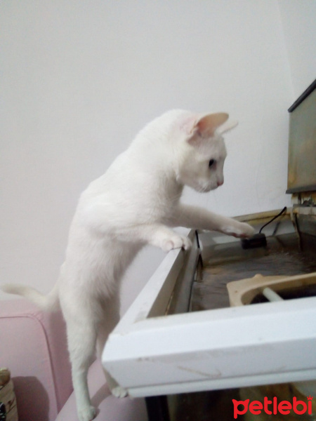 Ankara Kedisi, Kedi  Yumak fotoğrafı