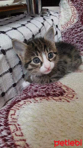 Tekir Kedi, Kedi  Peyker, Seyit ve Zeytin fotoğrafı