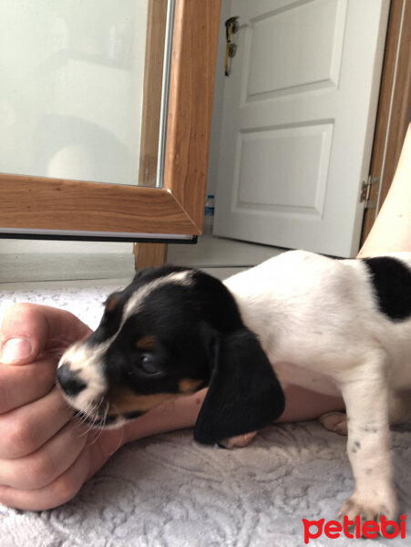 Jack Russell Terrier, Köpek  Maylo fotoğrafı