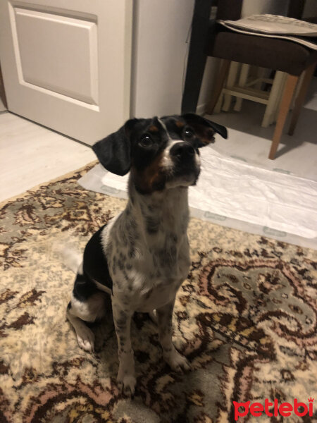 Jack Russell Terrier, Köpek  Maylo fotoğrafı