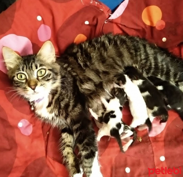 Tekir Kedi, Kedi  Yavrular fotoğrafı