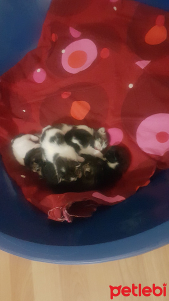 Tekir Kedi, Kedi  Yavrular fotoğrafı