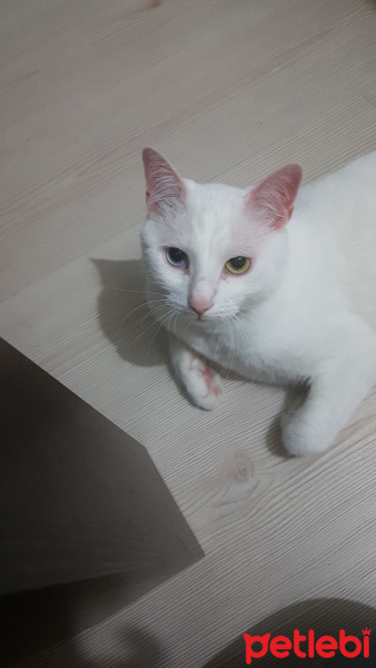 Ankara Kedisi, Kedi  Kedinatör Perry fotoğrafı