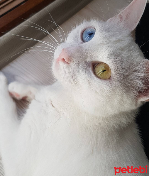 Ankara Kedisi, Kedi  Kedinatör Perry fotoğrafı