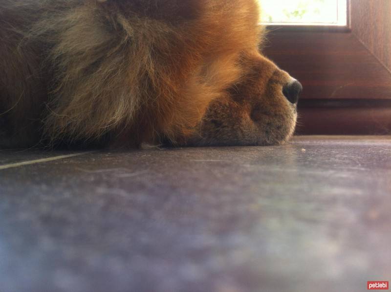 Chow Chow (çin Aslanı), Köpek  Leo fotoğrafı