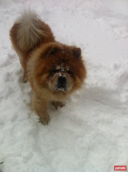 Chow Chow (çin Aslanı), Köpek  Leo fotoğrafı