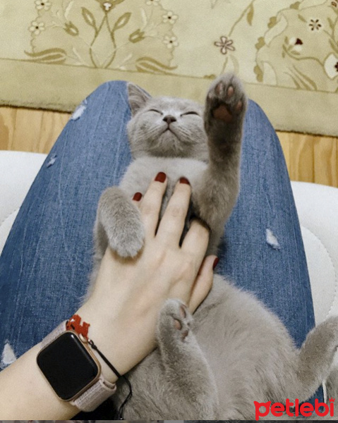 British Shorthair, Kedi  Çakıl fotoğrafı
