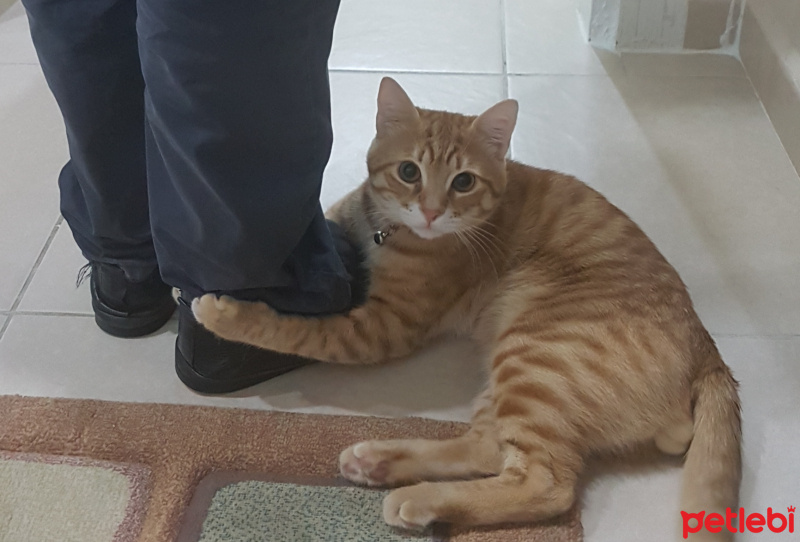 Sarman, Kedi  Tarçın fotoğrafı