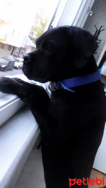Cane Corso Italiano, Köpek  Merlo fotoğrafı