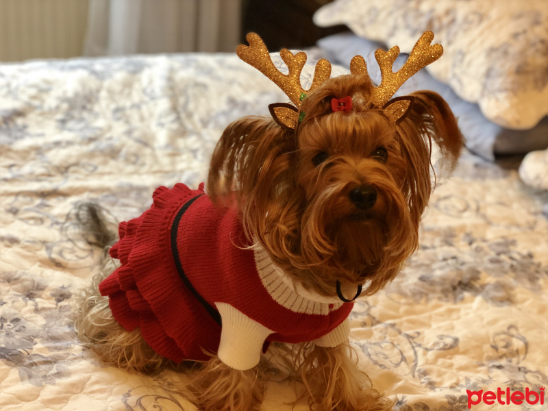 Yorkshire Terrier, Köpek  Paris fotoğrafı
