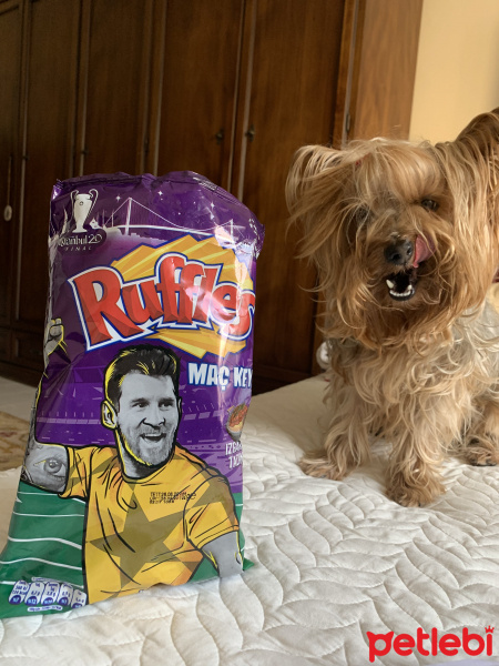 Yorkshire Terrier, Köpek  Paris fotoğrafı