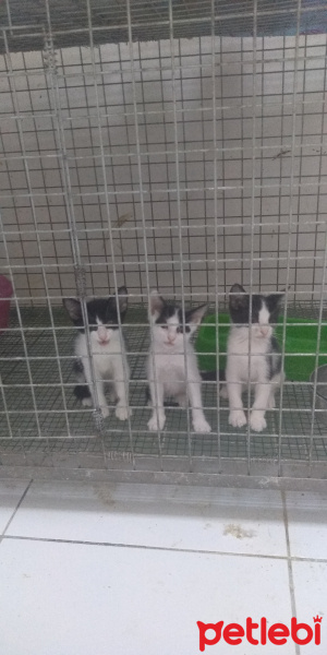 Tuxedo (Smokin) Kedi, Kedi  Panda fotoğrafı