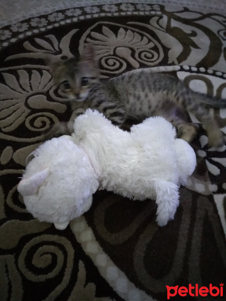 Tekir Kedi, Kedi  Pamuk fotoğrafı