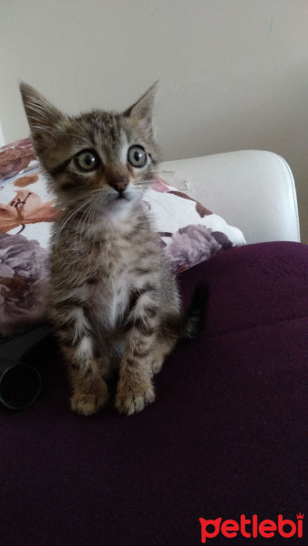 Tekir Kedi, Kedi  Pamuk fotoğrafı