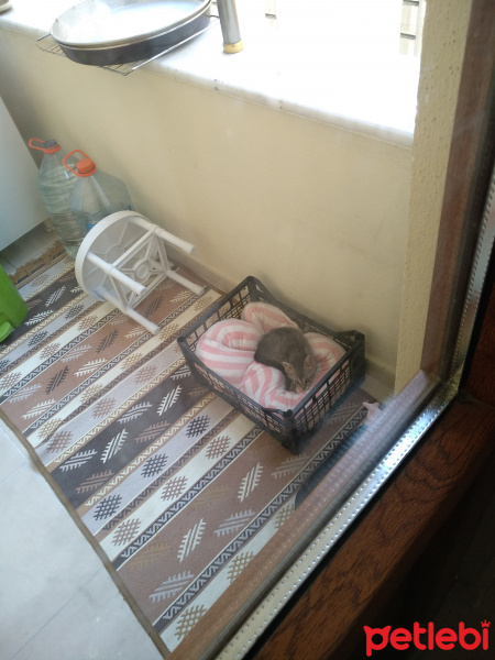 Tekir Kedi, Kedi  Pamuk fotoğrafı
