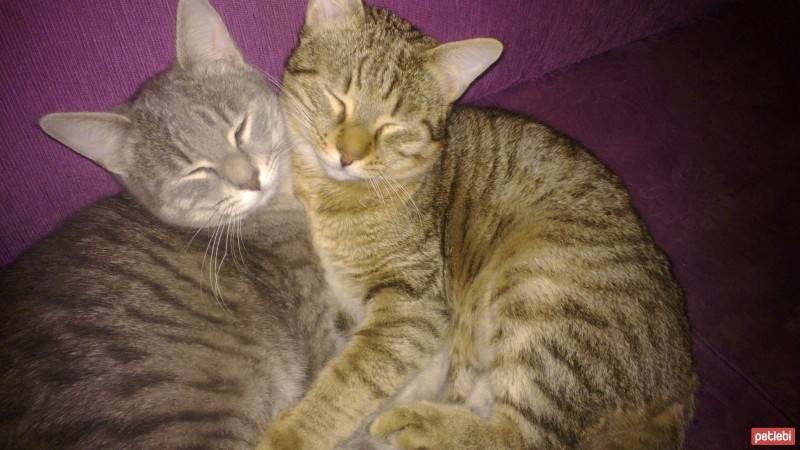 Bombay, Kedi  2 Kardeş Kediye Acil Kalıcı Yuva Aranıyor fotoğrafı