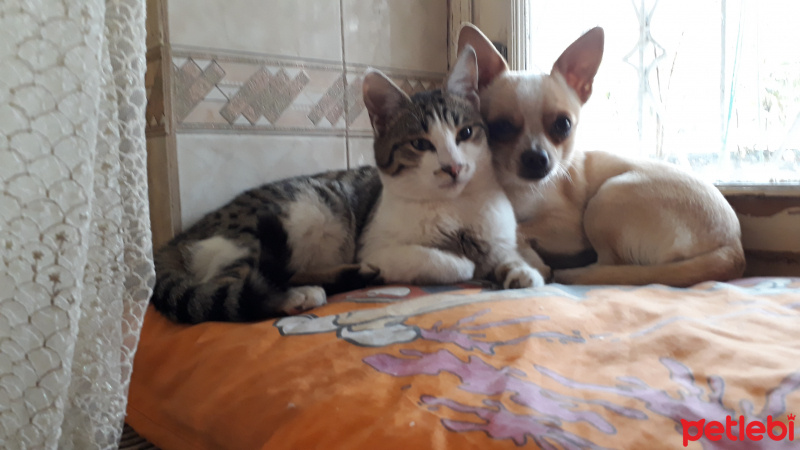 Chihuahua, Köpek  Cesur fotoğrafı