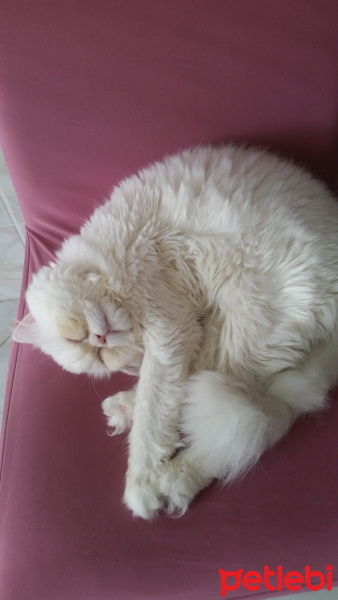 İran Kedisi (Persian), Kedi  Yumak fotoğrafı
