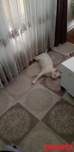 Van Kedisi, Kedi  Miksi fotoğrafı