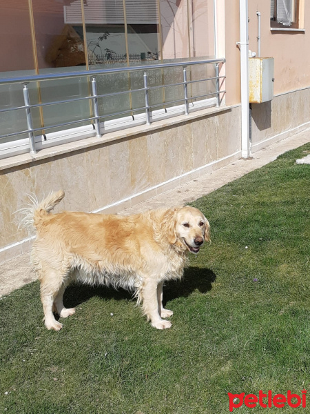 Golden Retriever, Köpek  güneş fotoğrafı