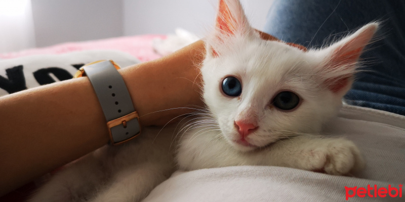 Van Kedisi, Kedi  Pamuk fotoğrafı