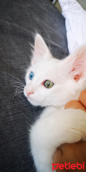 Van Kedisi, Kedi  Pamuk fotoğrafı