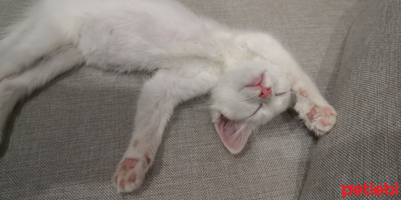 Van Kedisi, Kedi  Pamuk fotoğrafı