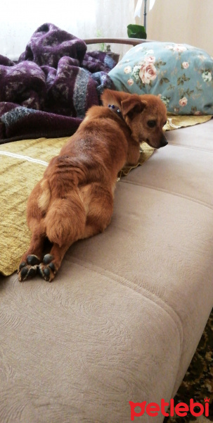 Chihuahua, Köpek  Sütlaç hanım fotoğrafı