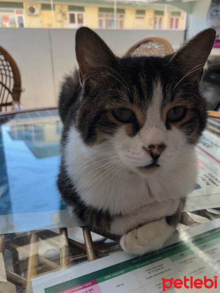 Tekir Kedi, Kedi  Yuva Arıyanlar fotoğrafı