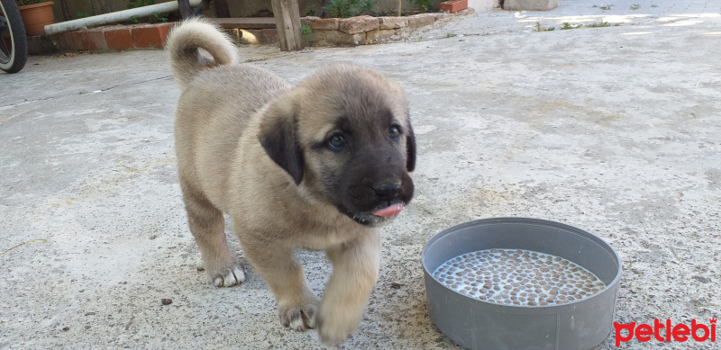 Kangal, Köpek  Cesur fotoğrafı