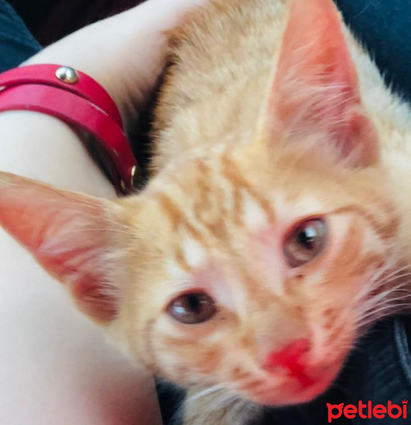 Sarman, Kedi  Yusi fotoğrafı