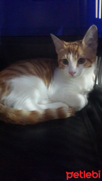 Tekir Kedi, Kedi  Mayki fotoğrafı