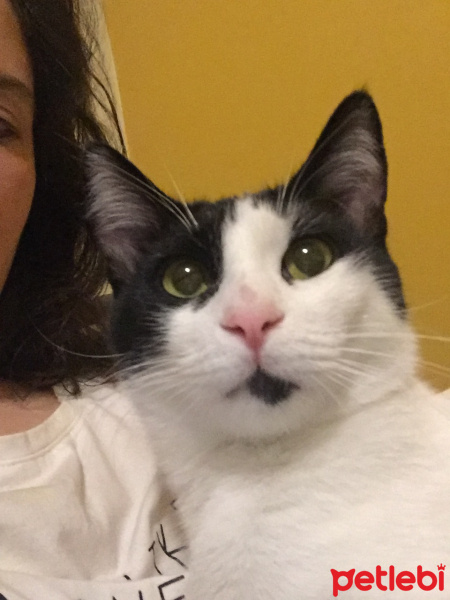Tekir Kedi, Kedi  Panda fotoğrafı