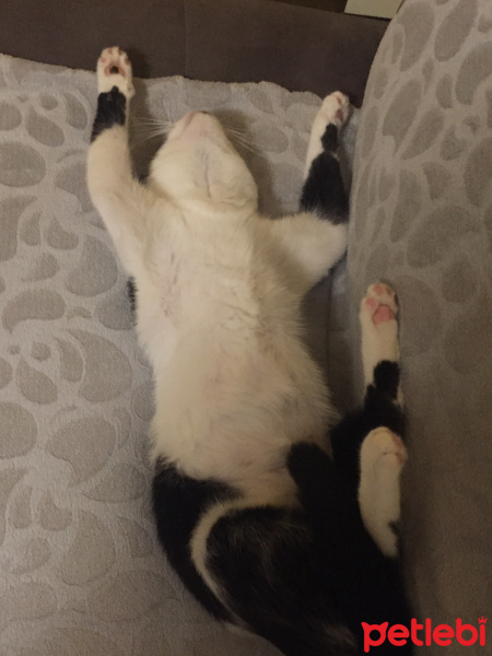 Tekir Kedi, Kedi  Panda fotoğrafı