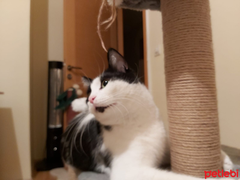 Tekir Kedi, Kedi  Panda fotoğrafı