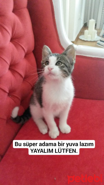 Tekir Kedi, Kedi  biber fotoğrafı