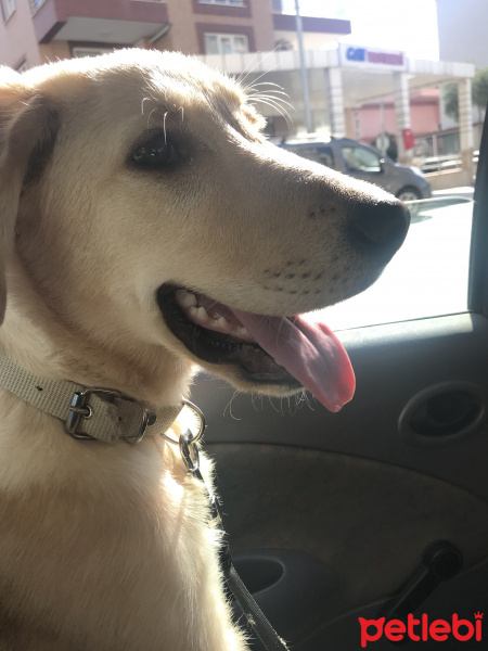 Golden Retriever, Köpek  Duman fotoğrafı