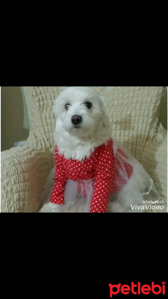 Maltese, Köpek  Liz fotoğrafı