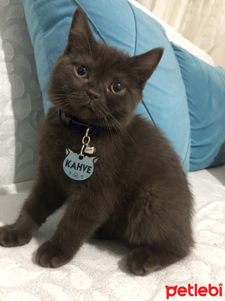 British Shorthair, Kedi  Kahve fotoğrafı