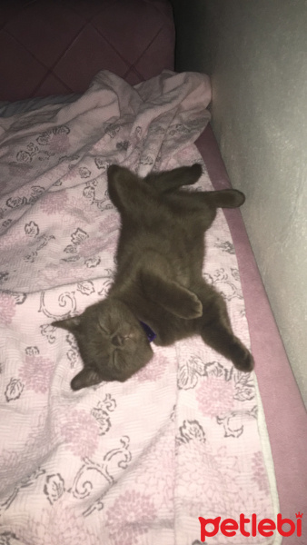 British Shorthair, Kedi  Kahve fotoğrafı